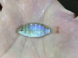 Imagem de Oreochromis schwebischi (Sauvage 1884)