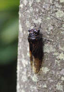 Image of Cryptotympana mandarina Distant 1891