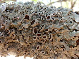 Image of Eastern speckled shield lichen
