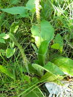 Image of Plantago tomentosa Lam.