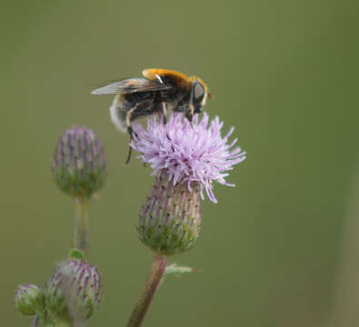 Image of Eristalis intricaria (Linnaeus 1758)