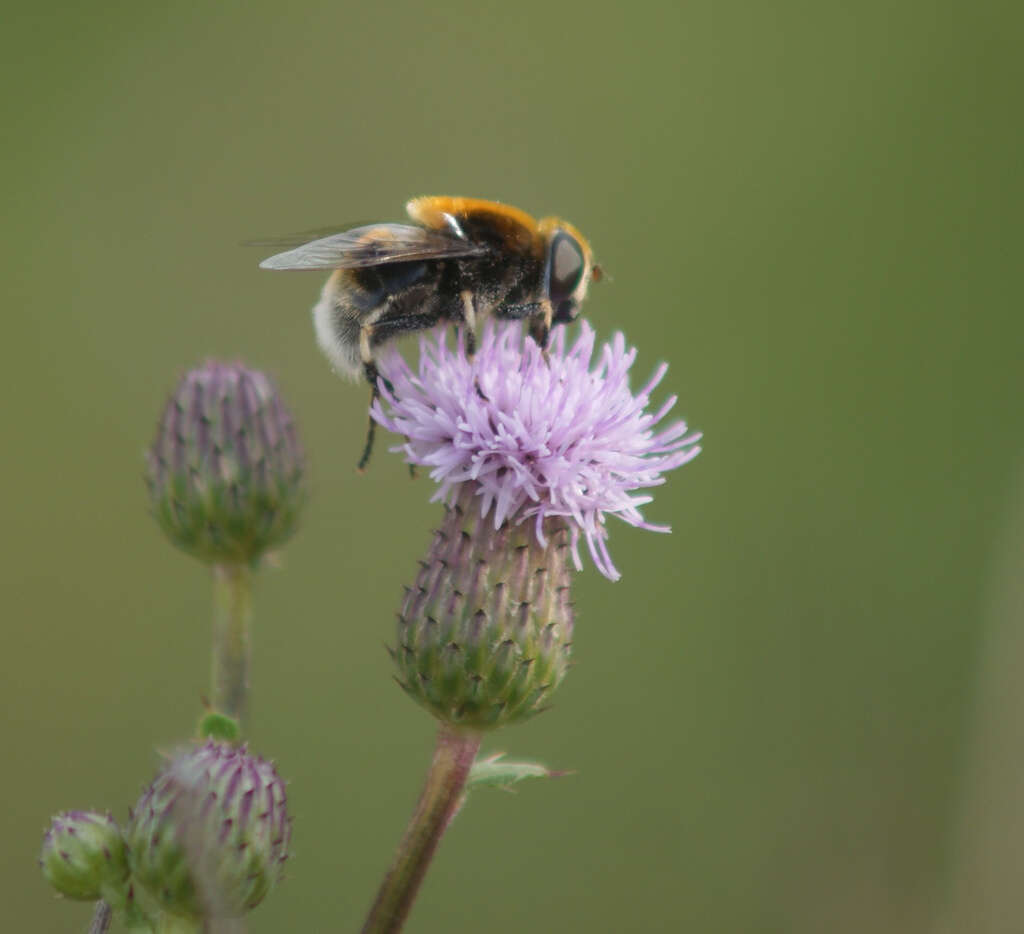 Imagem de Eristalis intricaria (Linnaeus 1758)