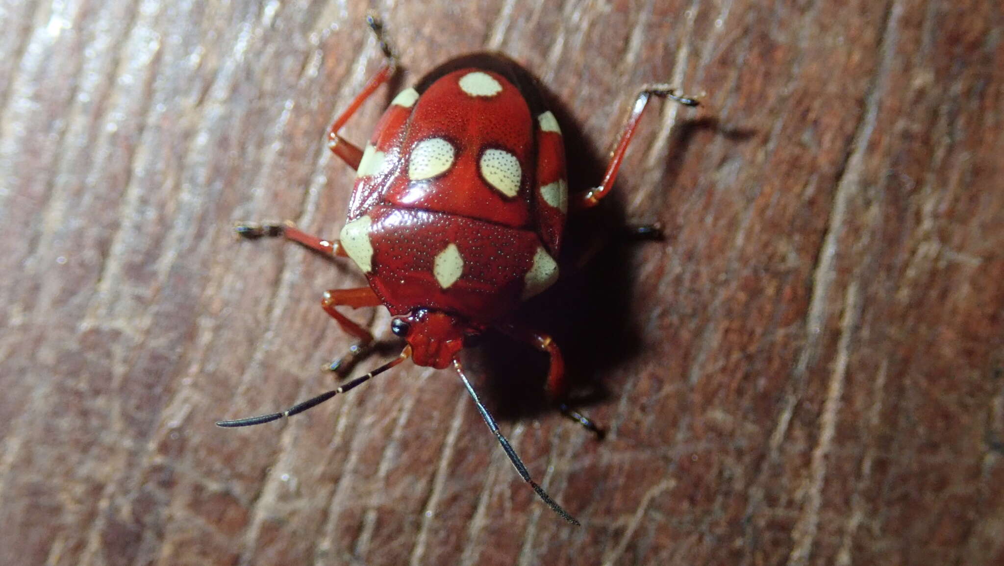 Stiretrus decemguttatus (Lepeletier & Serville 1828) resmi