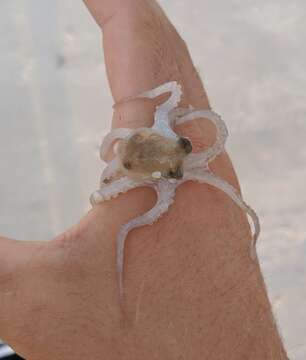 Image of Joubin's octopus