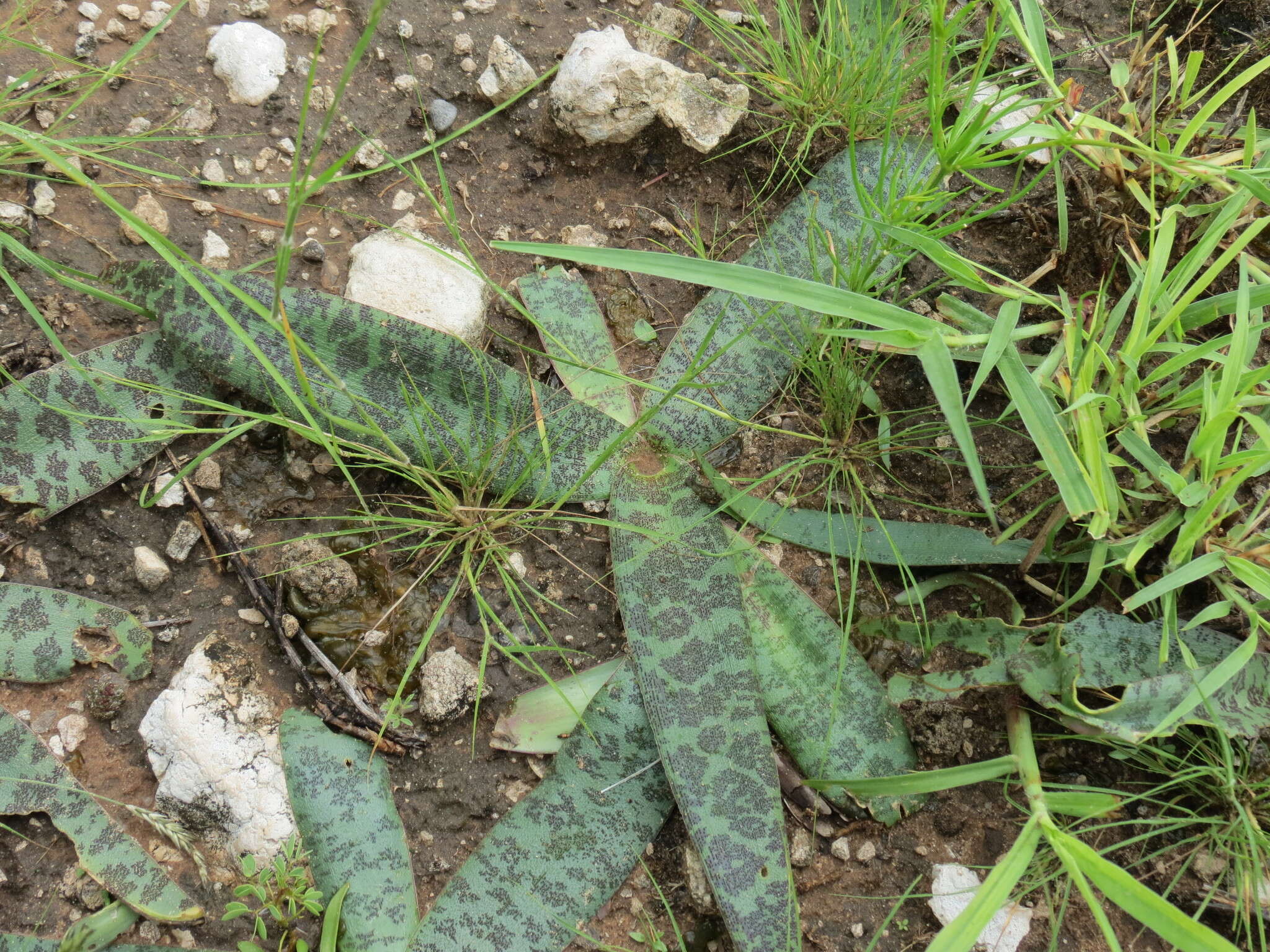 Image of Ledebouria scabrida Jessop