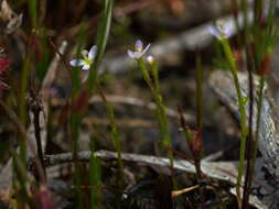 Image de Stylidium despectum R. Br.