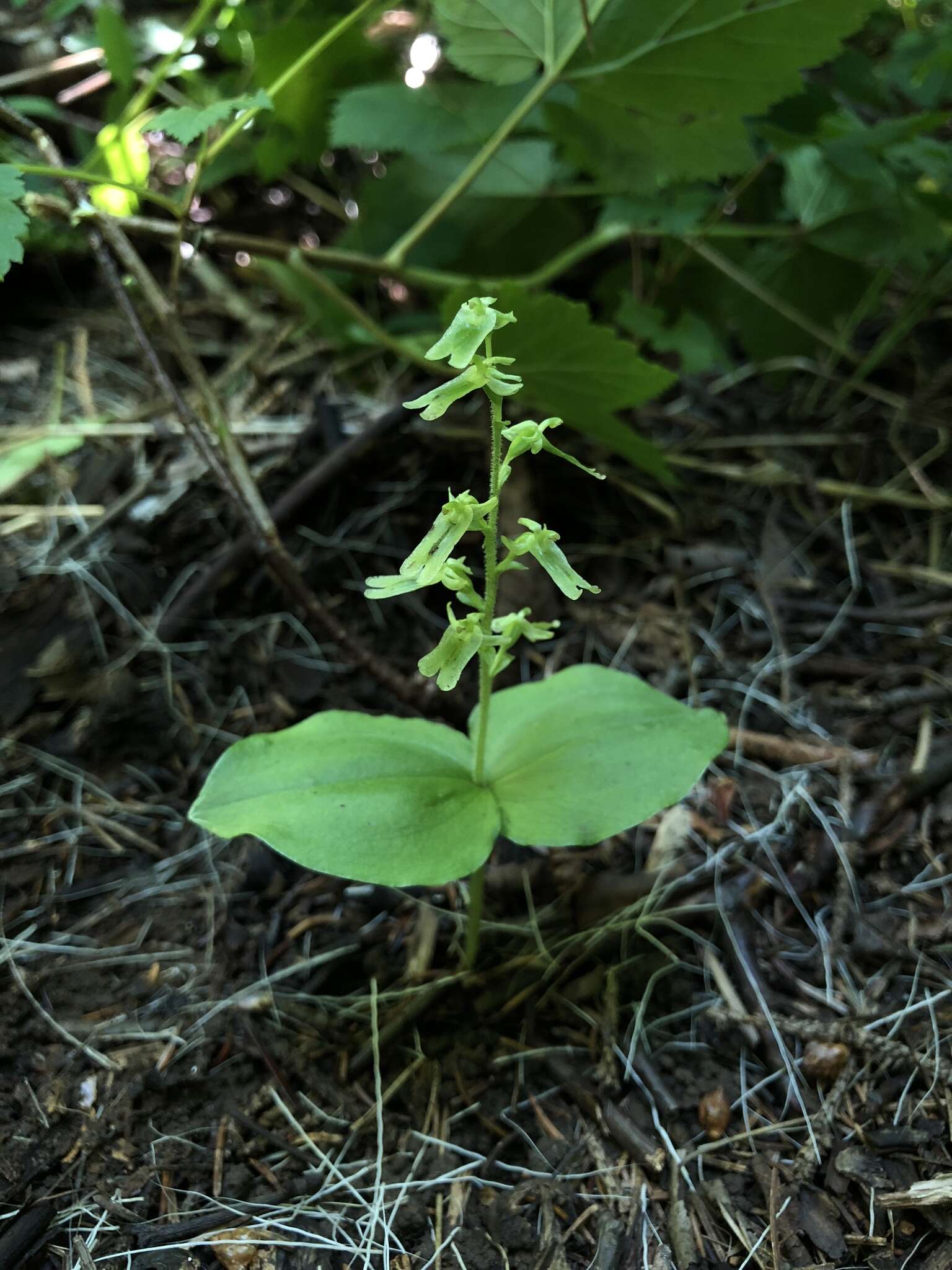 Neottia auriculata (Wiegand) Szlach. resmi