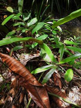 Plancia ëd Syngramma alismifolia (C. Presl) J. Sm.