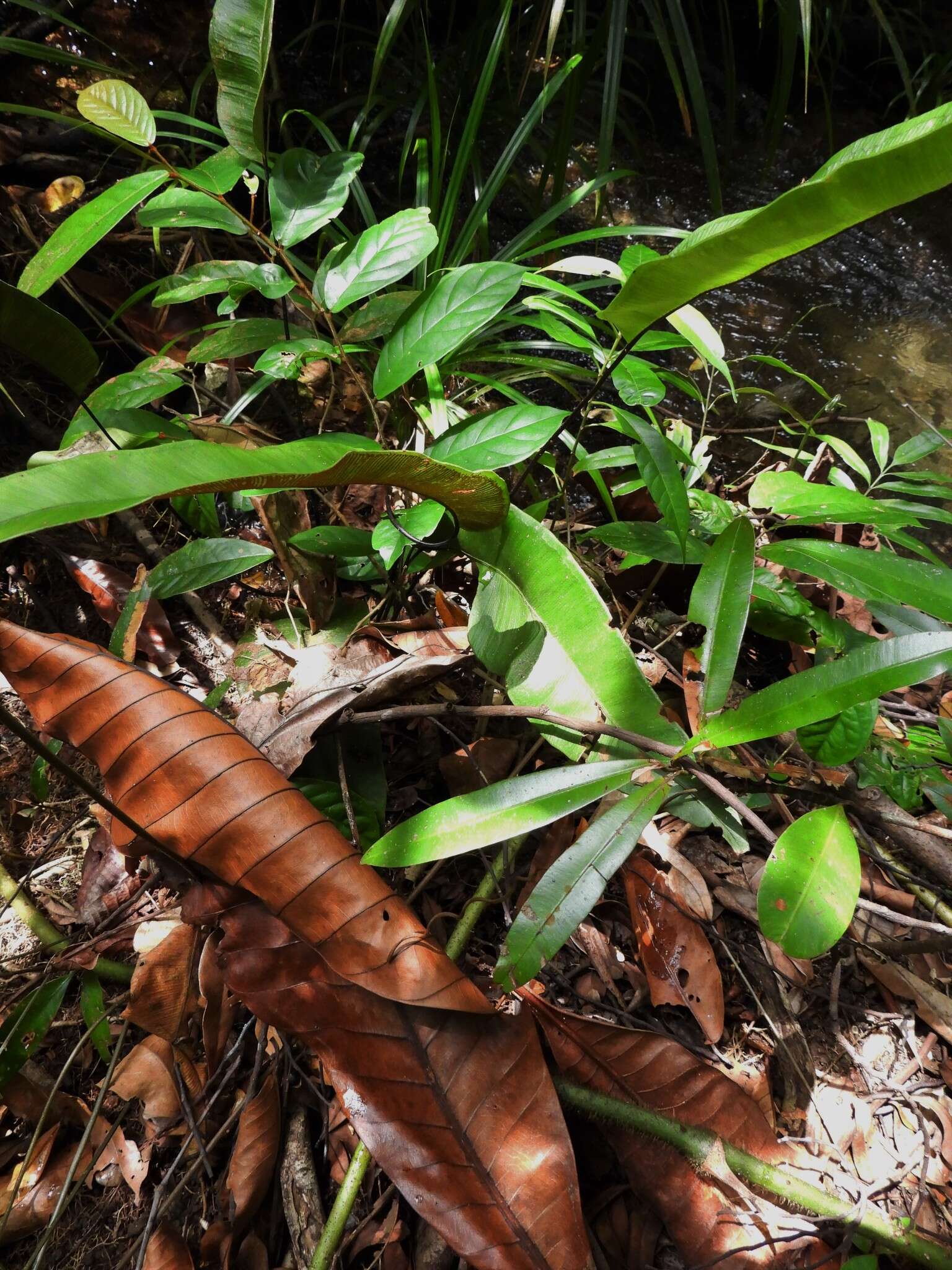 Image of Syngramma alismifolia (C. Presl) J. Sm.