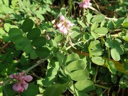 Image de Indigofera pseudotinctoria Matsum.