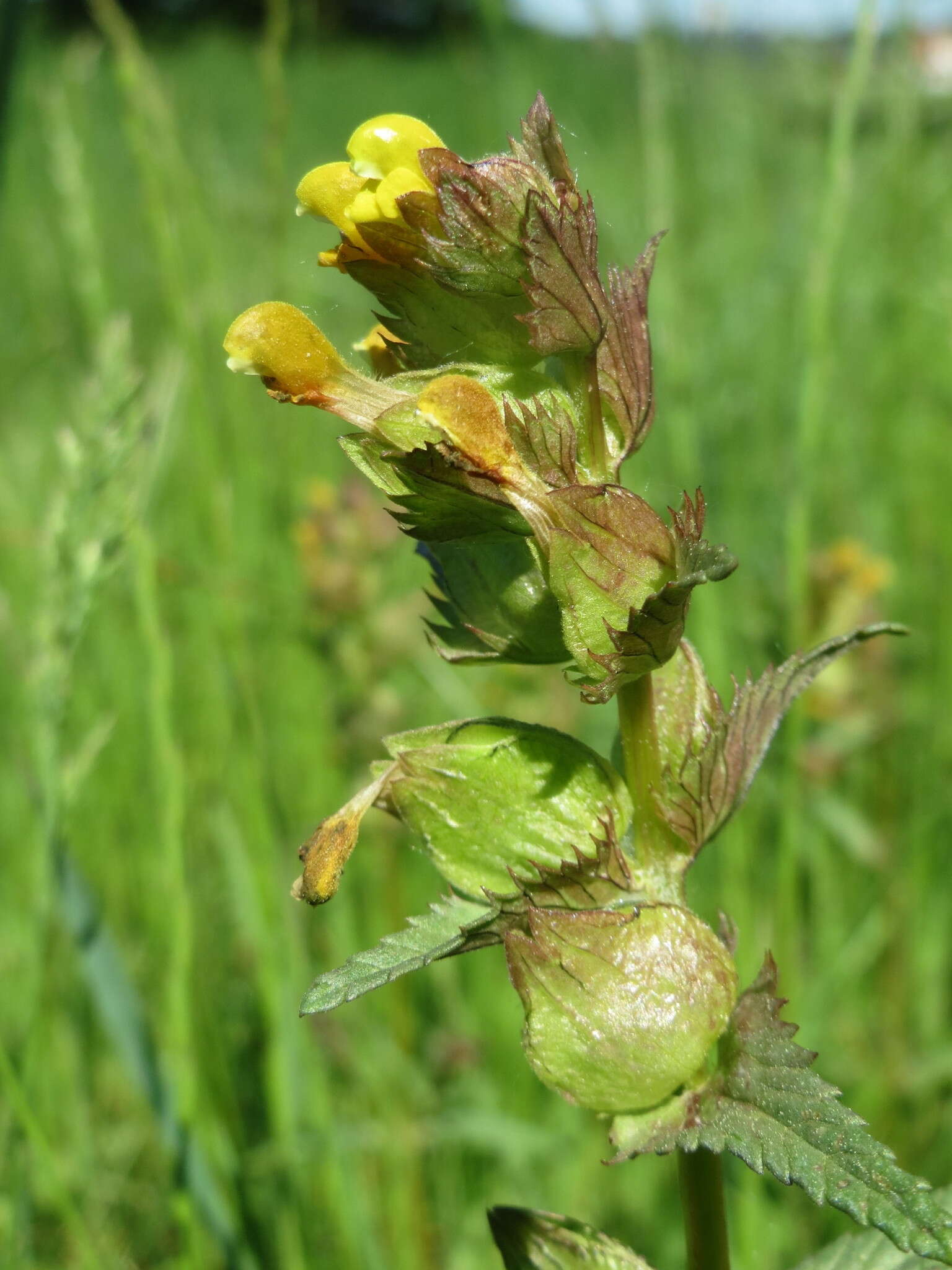 Plancia ëd Rhinanthus minor L.