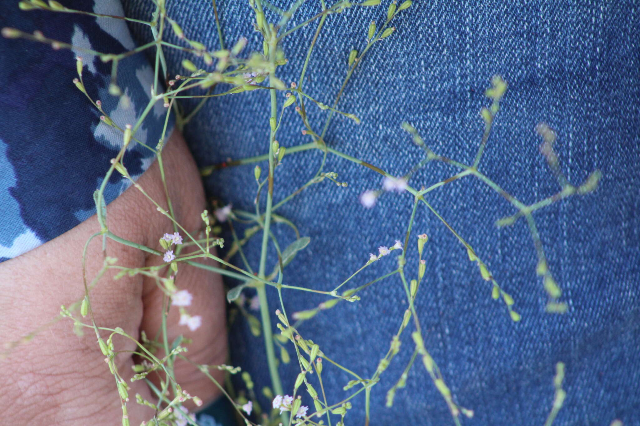 Image of Boerhavia coulteri var. palmeri (S. Wats.) Spellenberg