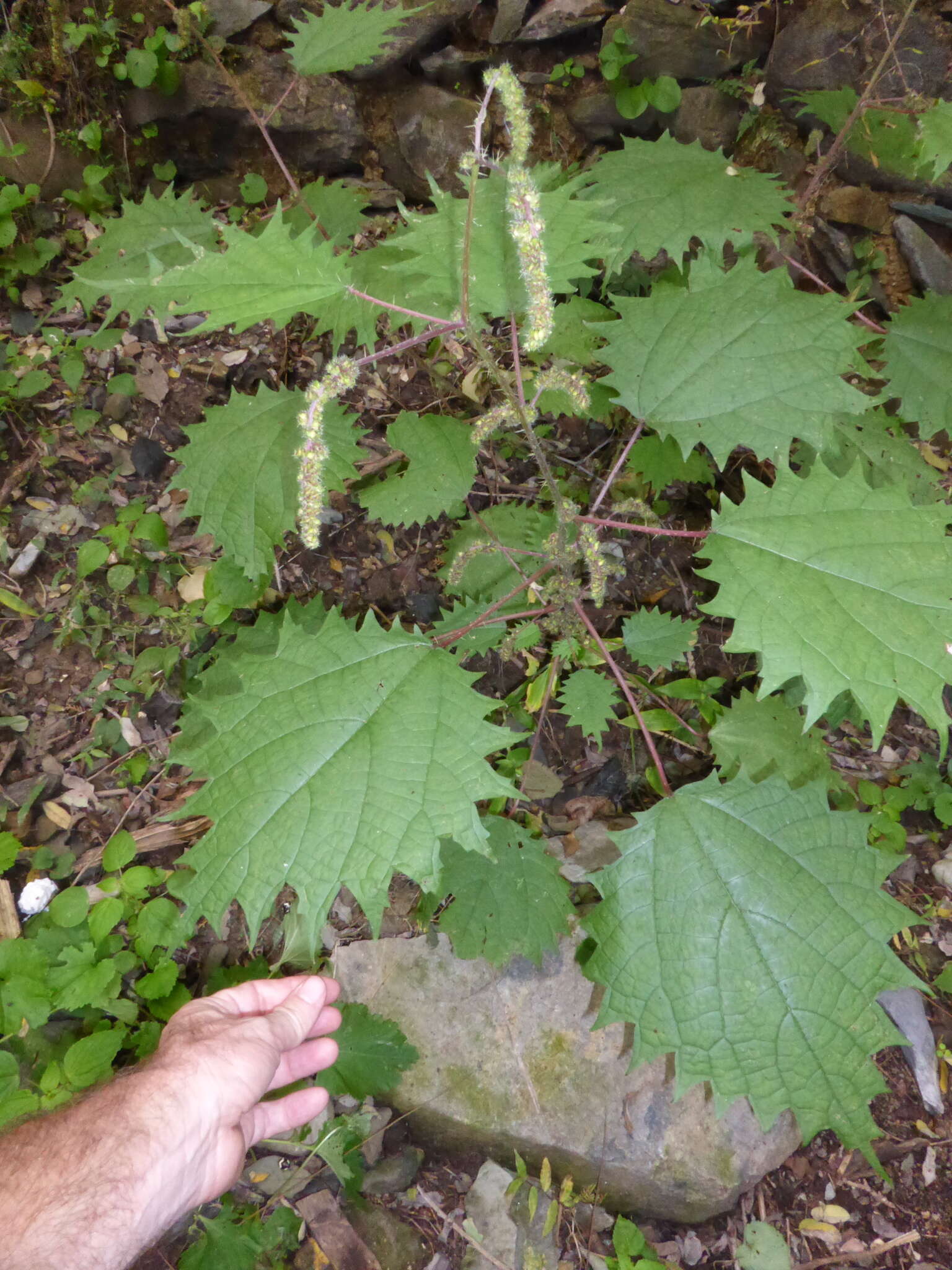 Image of Girardinia diversifolia subsp. suborbiculata (C. J. Chen) C. J. Chen & Friis