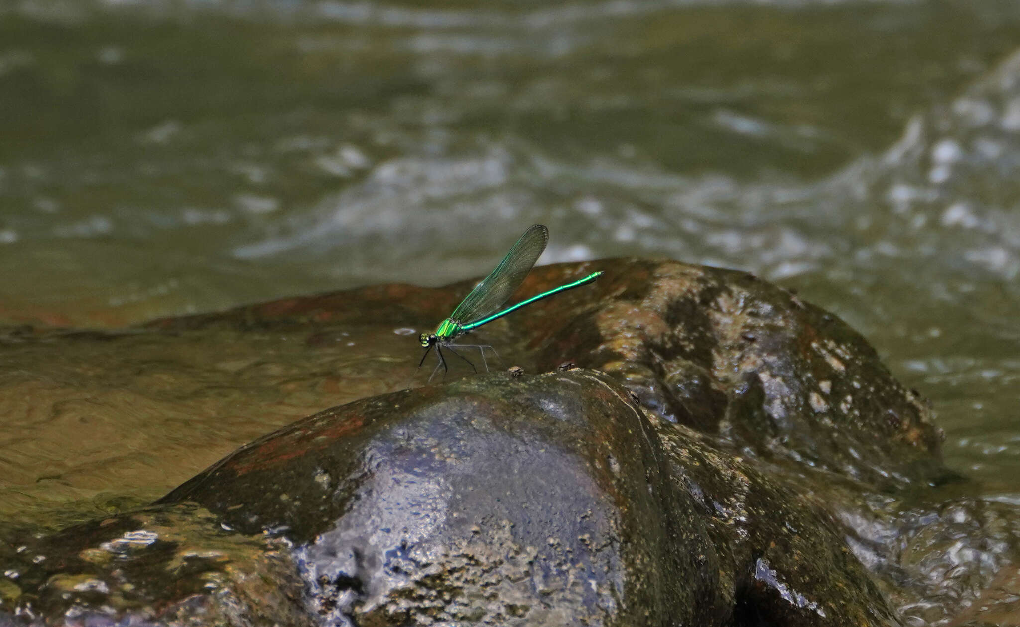 Image of Appalachian Jewelwing