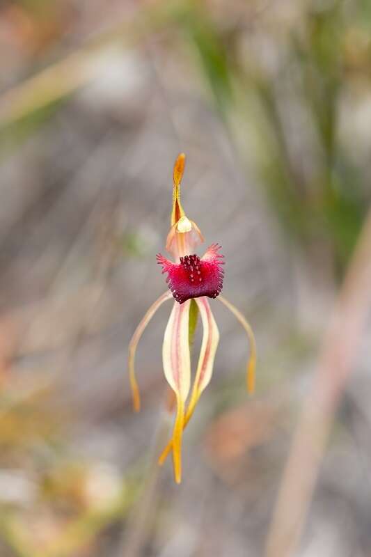 Image of Stumpy spider orchid