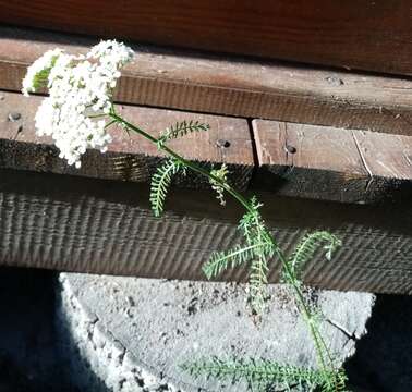 Image of common yarrow