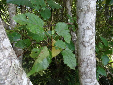 Image of wineberry