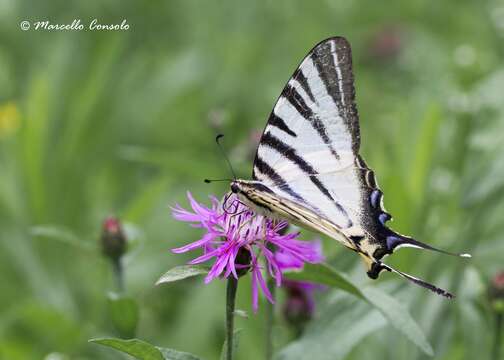 Imagem de Iphiclides