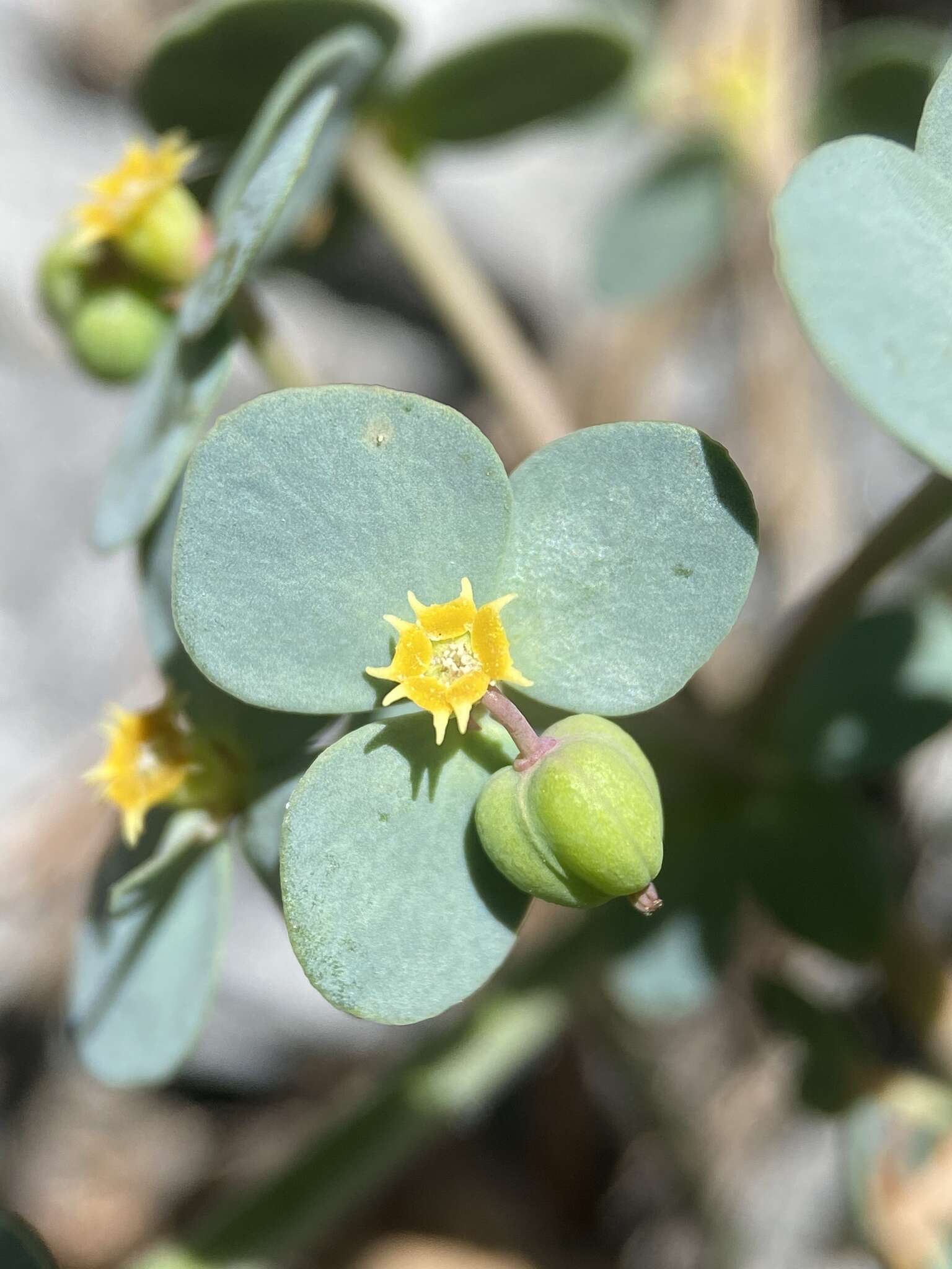 Image de Euphorbia brachycera Engelm.