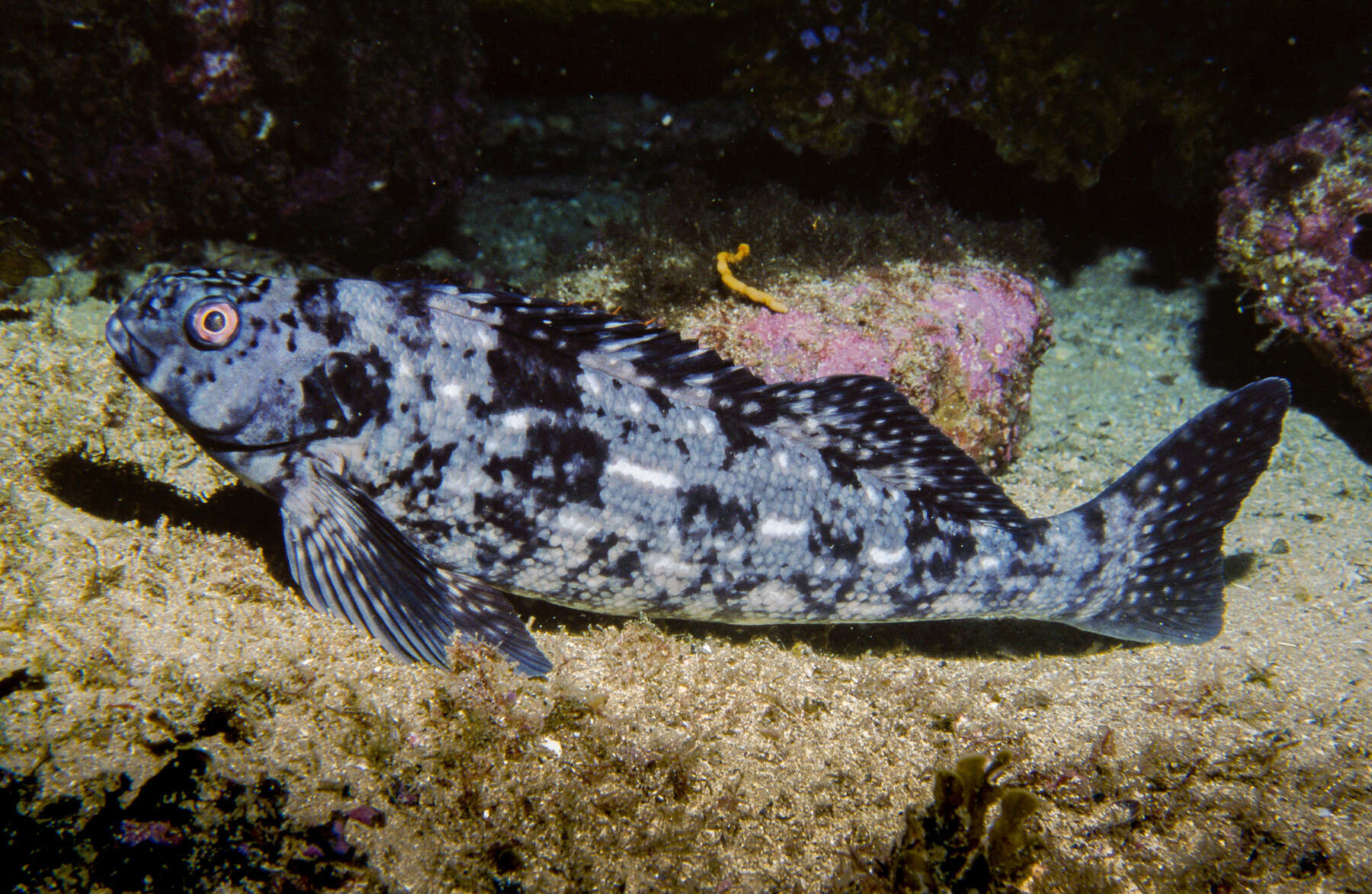 صورة Aplodactylus lophodon Günther 1859