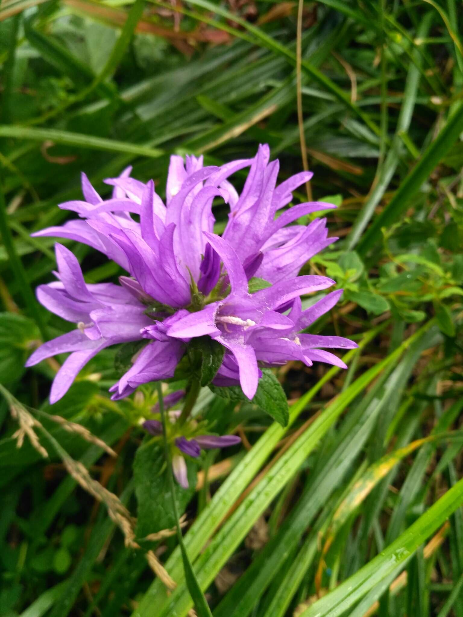 Sivun Campanula glomerata subsp. elliptica (Kit. ex Schult.) Kirschl. kuva