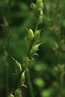 Image de Oxytropis strobilacea Bunge