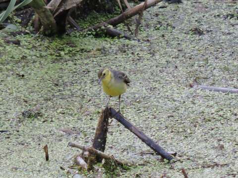 Image of Citrine Wagtail