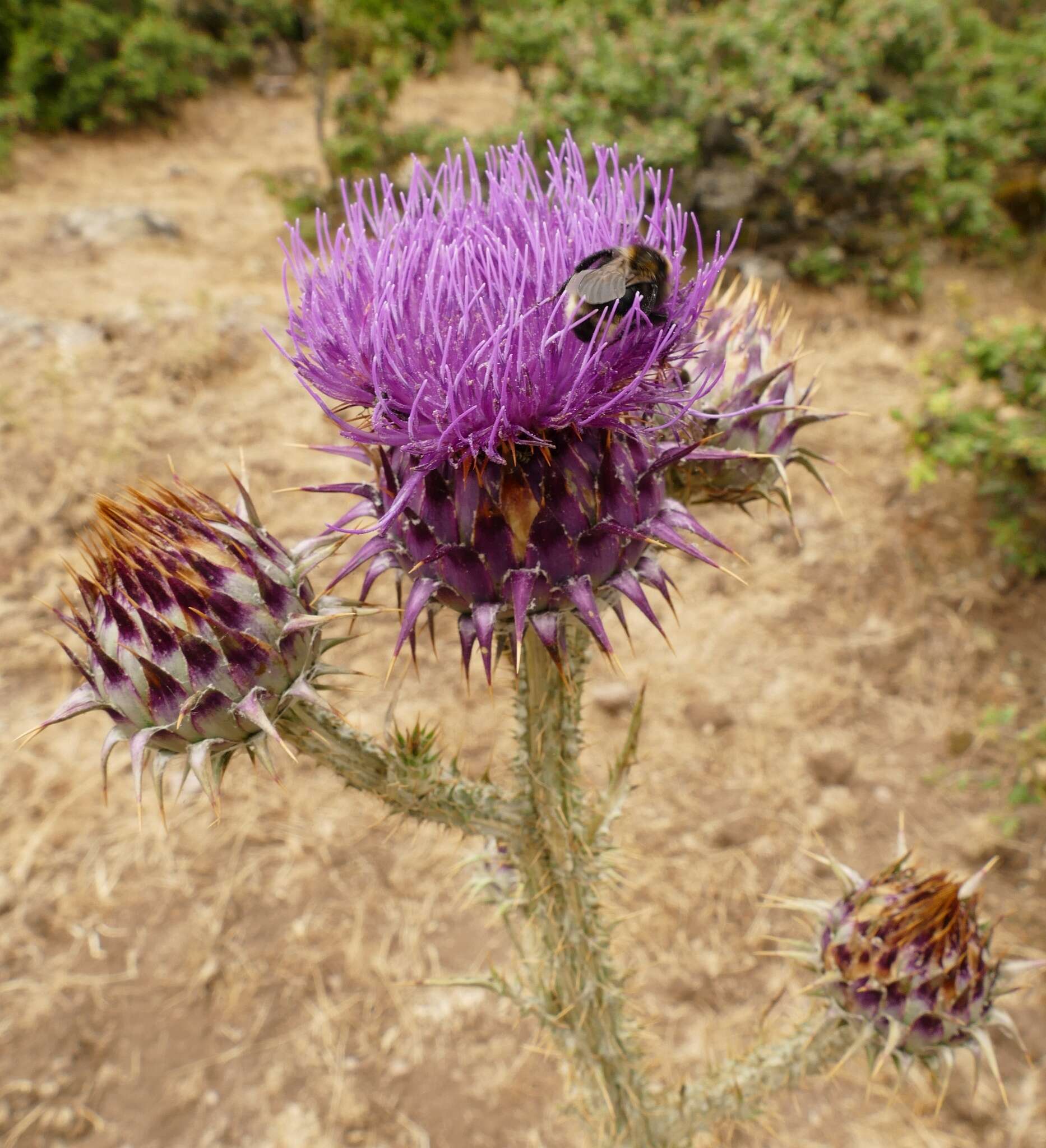 Image of Illyrian cottonthistle