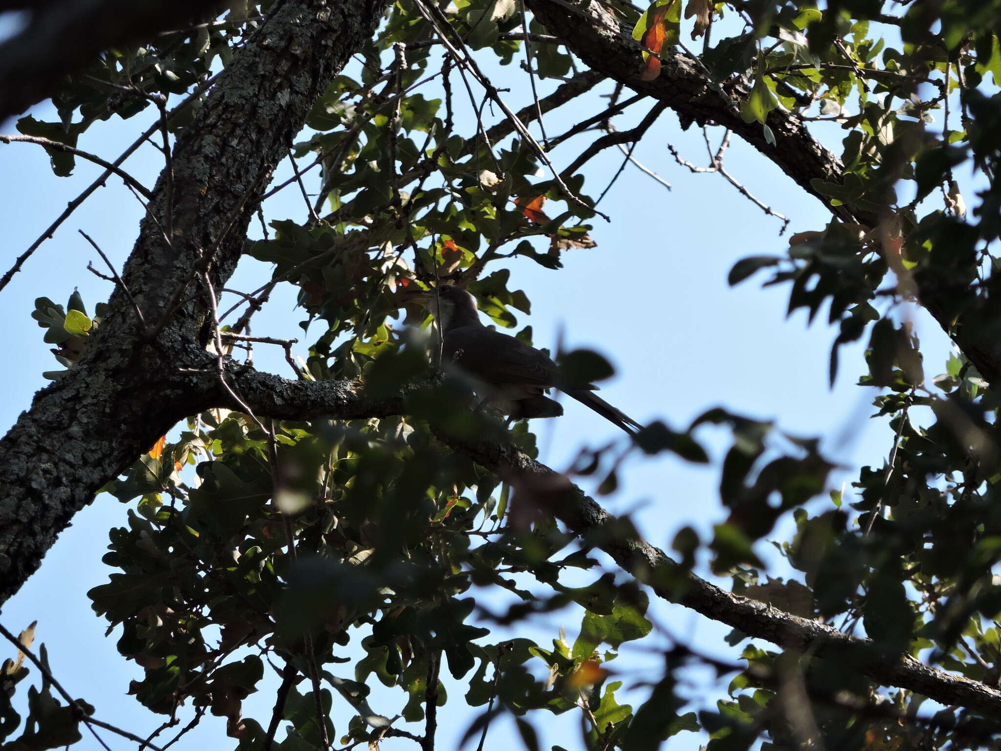 Image of Yellow-billed Cuckoo