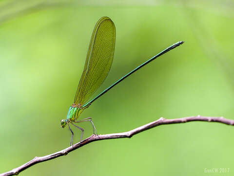 Image of Clear-winged forest glory