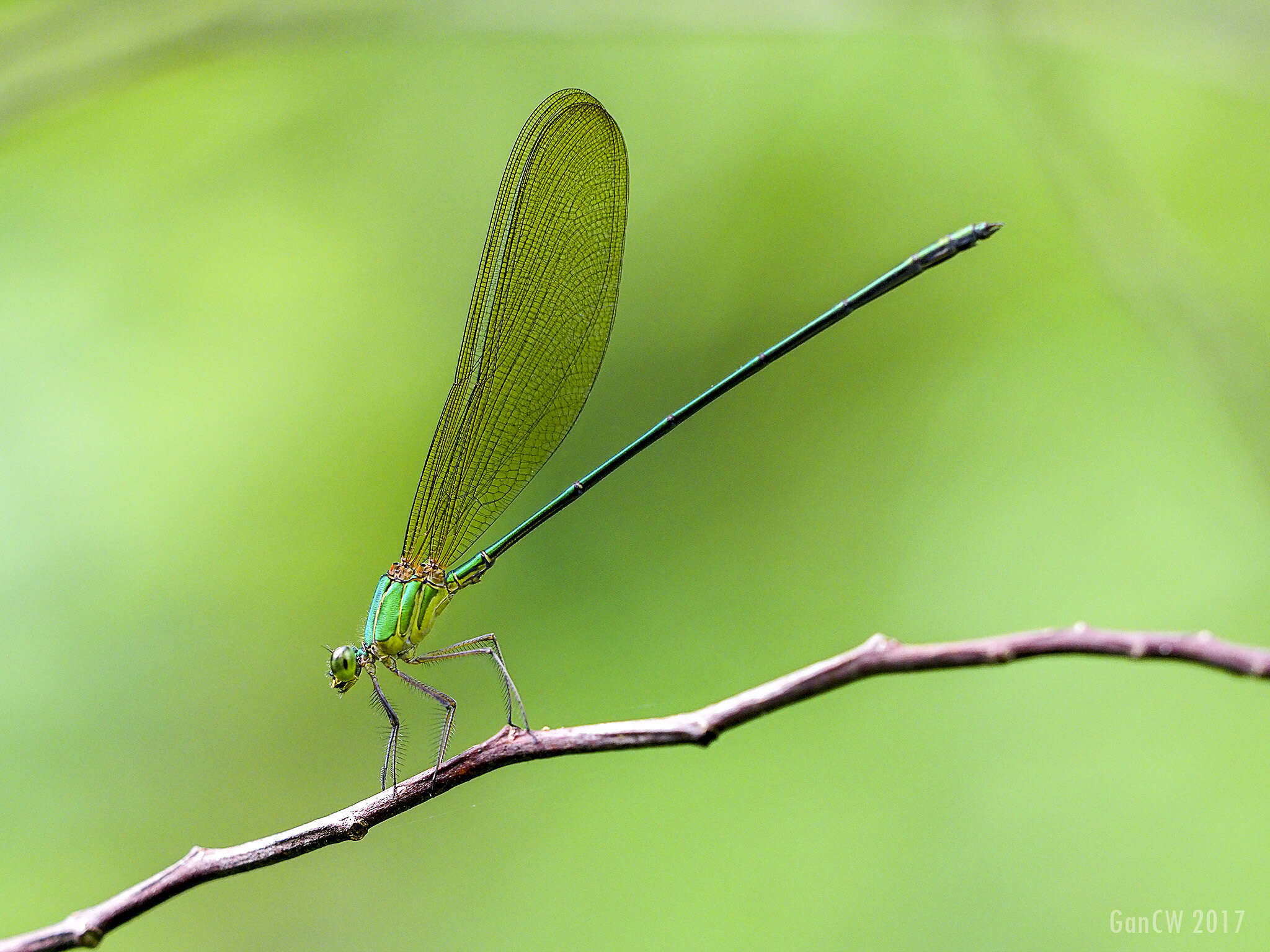 Image of Vestalis gracilis (Rambur 1842)