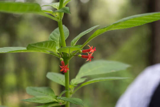 Imagem de Fuchsia parviflora Lindl.