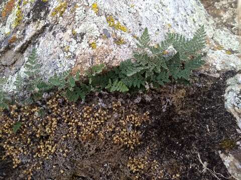 Image of Coville's lipfern