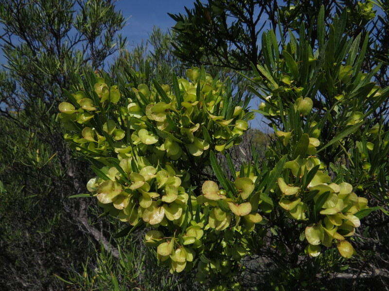 Image of Dodonaea viscosa subsp. viscosa