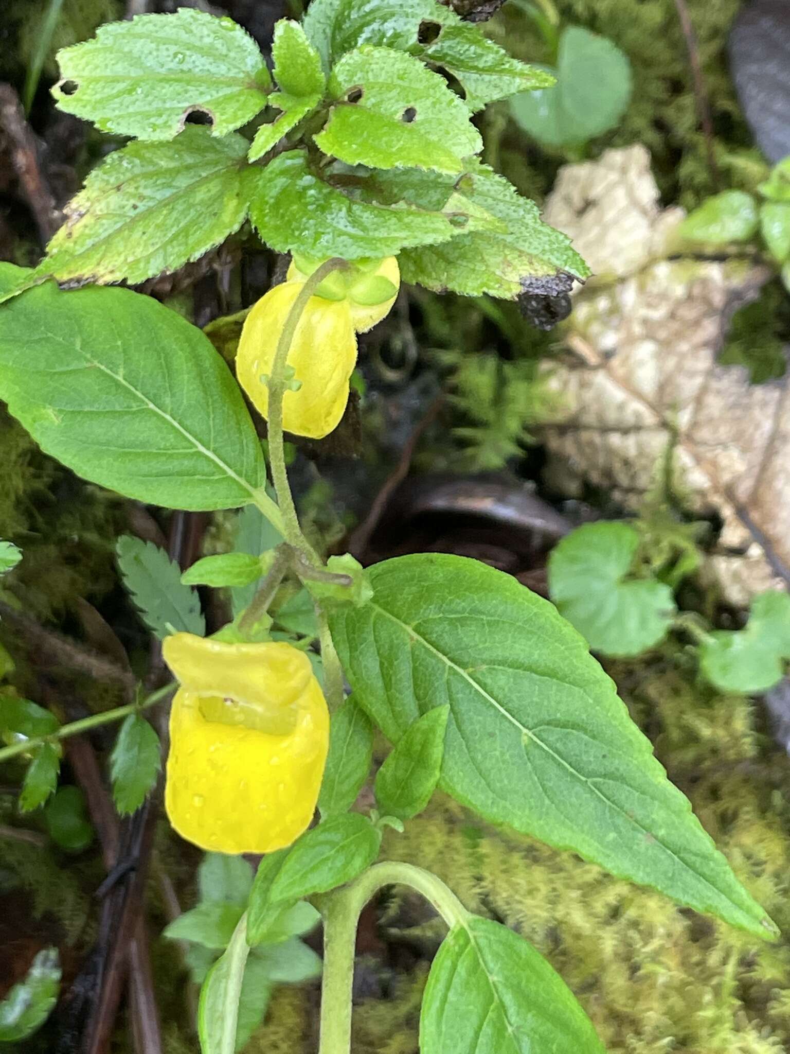 Image of Calceolaria irazuensis J. D. Smith