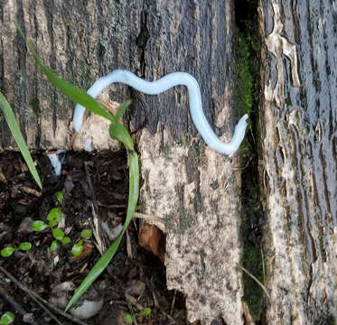 Ligula intestinalis (Linnaeus 1758) Gmelin 1790 resmi