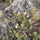 Sivun Phyllosma capensis Bolus kuva