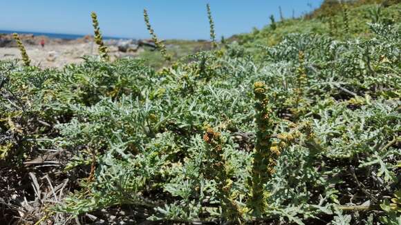 Image of silver bur ragweed