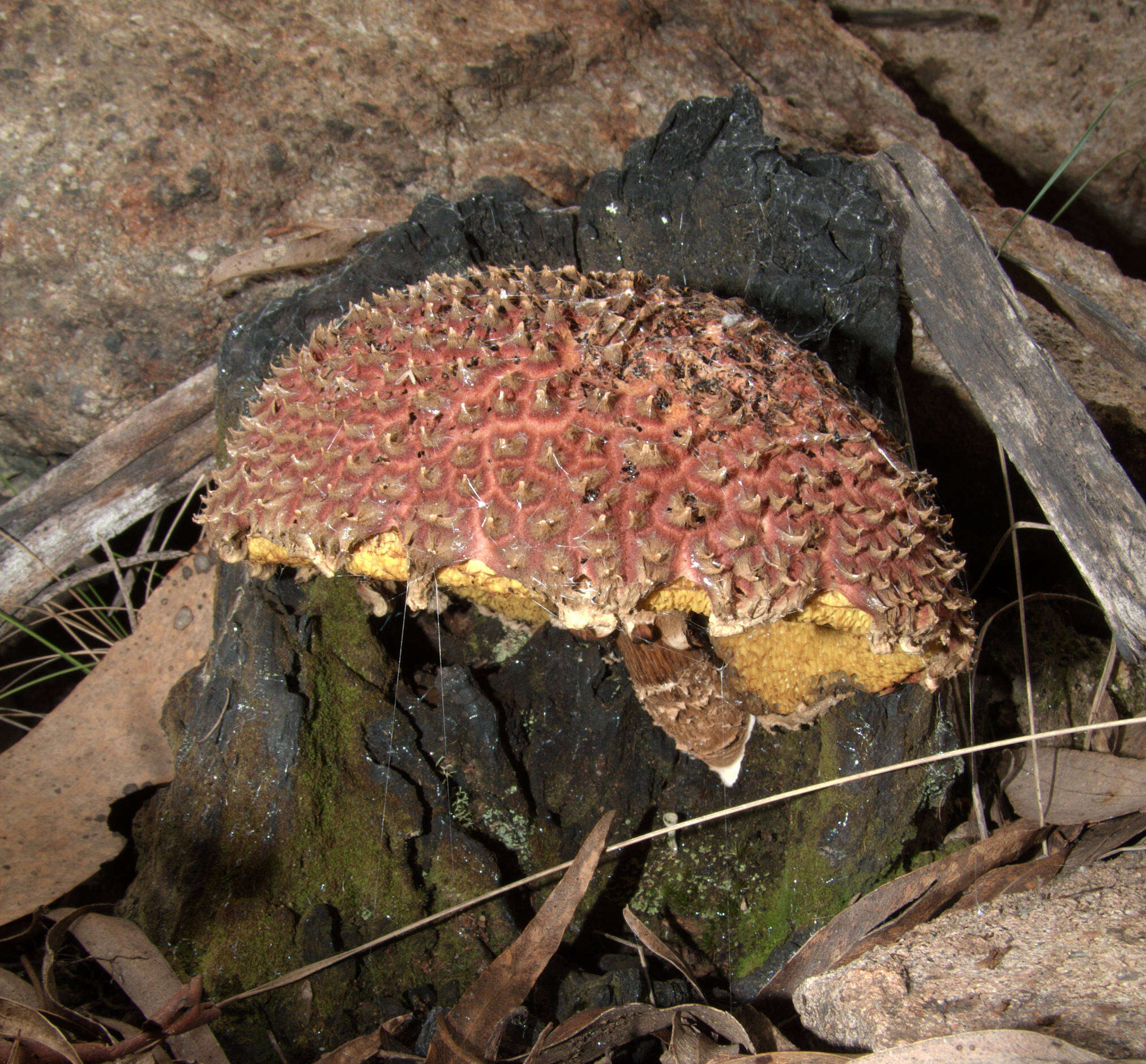 Sivun Boletellus emodensis (Berk.) Singer 1942 kuva