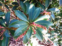 Image of fetterbush