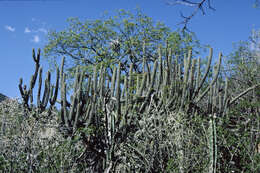 Image of Cleistocactus laniceps (K. Schum.) Rol.-Goss.