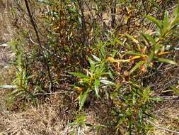 Image of Cistus ladanifer subsp. ladanifer