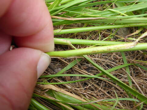 Image of California oatgrass