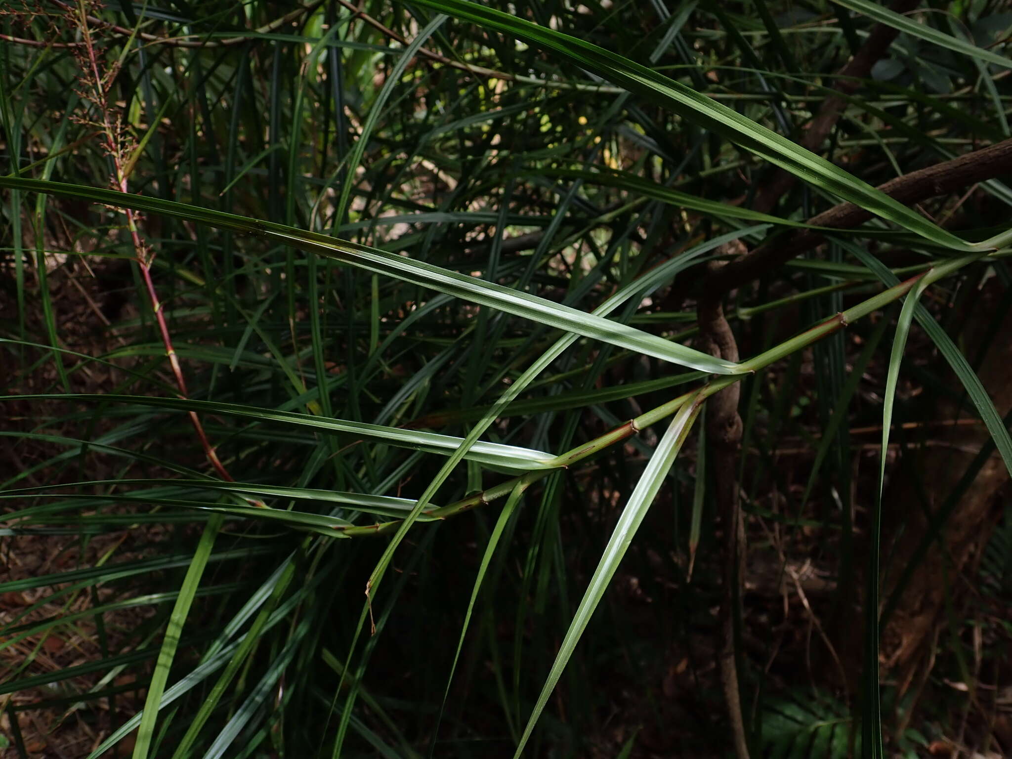 Image of Scleria harlandii Hance