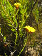 Image of Athanasia scabra Thunb.