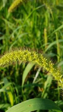 Image of Foxtail millet