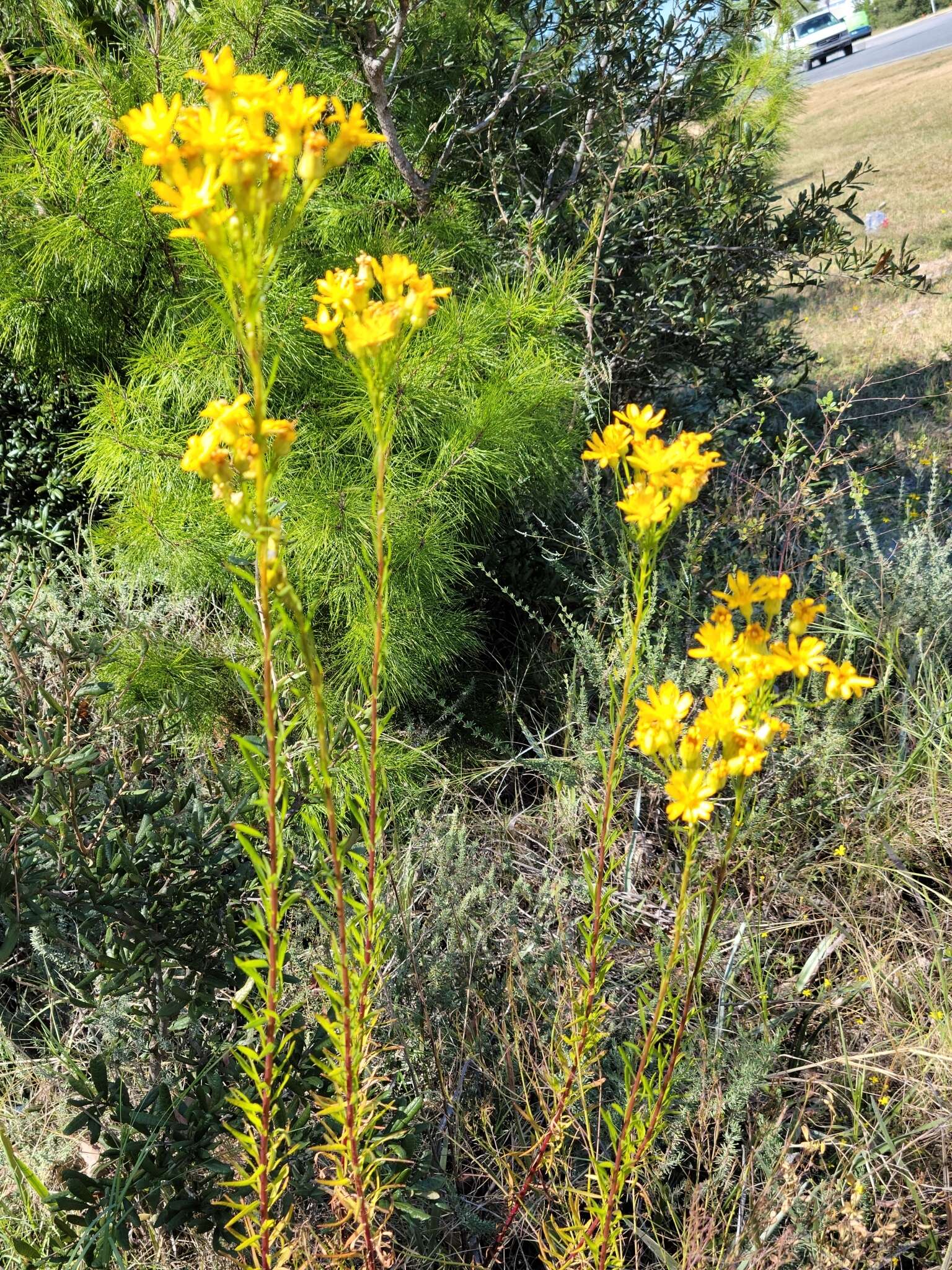 Image of <i>Chrysopsis <i>linearifolia</i></i> var. linearifolia