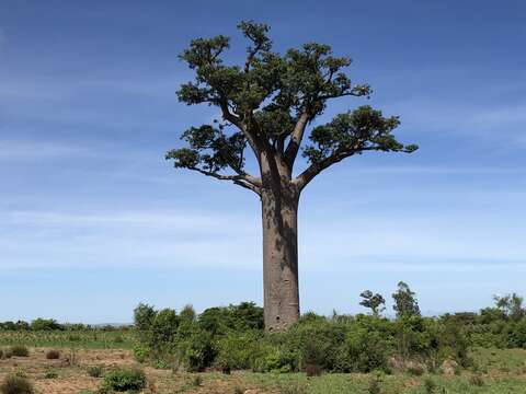 Image de Adansonia za Baill.