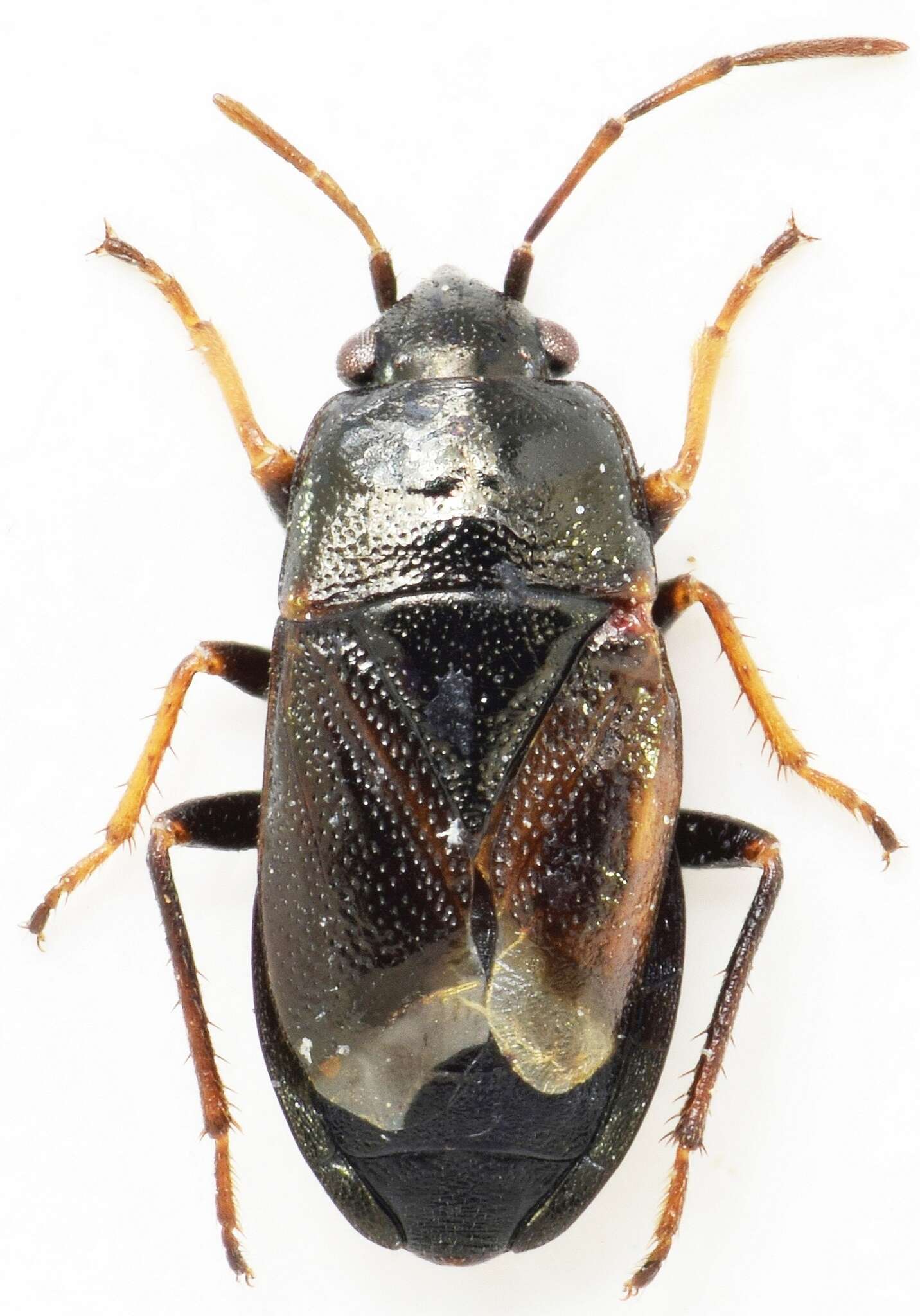 Image of Lamprodema