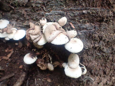 Image de Leucocoprinus muticolor (Murrill) Aberdeen 1992